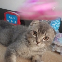 Scottish Fold, Kedi  scottish fold fotoğrafı