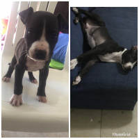 Amerikan Pitbull Terrier, Köpek  Escobar fotoğrafı