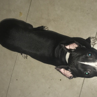 Amerikan Pitbull Terrier, Köpek  Escobar fotoğrafı