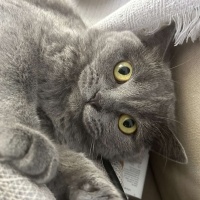 British Shorthair, Kedi  mars fotoğrafı