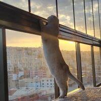 Scottish Fold, Kedi  Bulut fotoğrafı