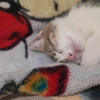Tekir Kedi, Kedi  Yok fotoğrafı