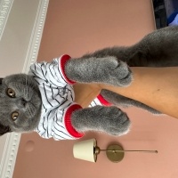 British Shorthair, Kedi  Lotus fotoğrafı