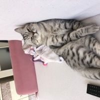 British Longhair, Kedi  BONCUK fotoğrafı