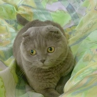Scottish Fold, Kedi  ANGEL fotoğrafı