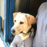 Labrador Retriever, Köpek  Oskar fotoğrafı