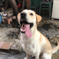 Labrador Retriever, Köpek  Oskar fotoğrafı