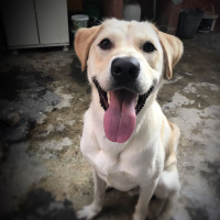 Labrador Retriever, Köpek  Oskar fotoğrafı