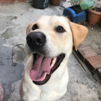 Labrador Retriever, Köpek  Oskar fotoğrafı