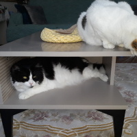Tuxedo (Smokin) Kedi, Kedi  Shila fotoğrafı