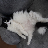 Tuxedo (Smokin) Kedi, Kedi  Shila fotoğrafı