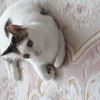 Sarman, Kedi  Mila fotoğrafı