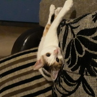 Sarman, Kedi  Mila fotoğrafı
