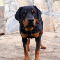 Rottweiler, Köpek  Hera fotoğrafı