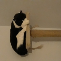 Tuxedo (Smokin) Kedi, Kedi  Coco fotoğrafı