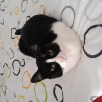 Tuxedo (Smokin) Kedi, Kedi  Coco fotoğrafı