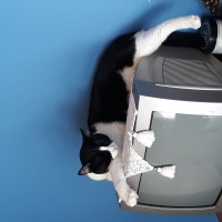 Tuxedo (Smokin) Kedi, Kedi  Coco fotoğrafı