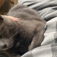 Mavi Rus, Kedi  Şıkıdım fotoğrafı