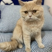 British Longhair, Kedi  Pıtırcık fotoğrafı