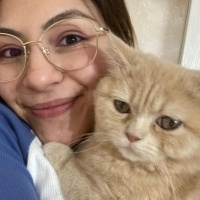 British Longhair, Kedi  Pıtırcık fotoğrafı