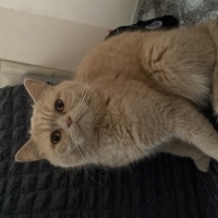 British Longhair, Kedi  Pıtırcık fotoğrafı