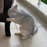 British Shorthair, Kedi  Kar Topu fotoğrafı