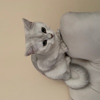 British Shorthair, Kedi  Kar Topu fotoğrafı