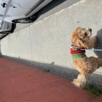 Maltese, Köpek  Puyol fotoğrafı