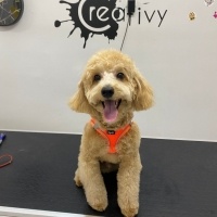 Maltese, Köpek  Puyol fotoğrafı