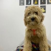 Maltese, Köpek  Puyol fotoğrafı