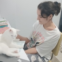 Van Kedisi, Kedi  Şeker fotoğrafı