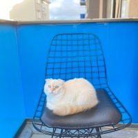 Scottish Fold, Kedi  Mia fotoğrafı