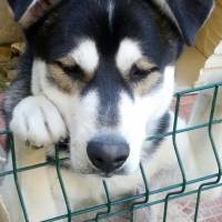 Sibirya Kurdu (Husky), Köpek  ICE fotoğrafı