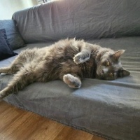 Nebelung, Kedi  Kont fotoğrafı