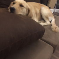 Golden Retriever, Köpek  Sezar fotoğrafı