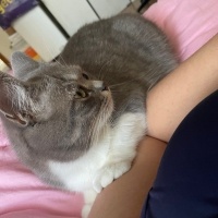 Tekir Kedi, Kedi  dobby fotoğrafı