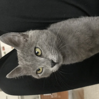 Mavi Rus, Kedi  Natalia fotoğrafı