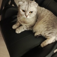 Scottish Fold, Kedi  Sindi fotoğrafı