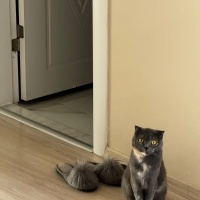 Scottish Fold, Kedi  Şirin fotoğrafı