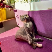 Scottish Fold, Kedi  Şirin fotoğrafı