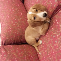 Amerikan Cocker Spaniel, Köpek  juggy fotoğrafı