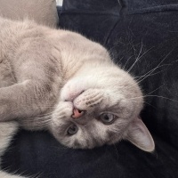 British Shorthair, Kedi  İRİS fotoğrafı