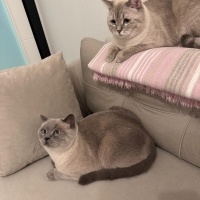 British Shorthair, Kedi  İRİS fotoğrafı