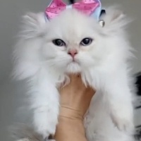 British Longhair, Kedi  Prenses fotoğrafı