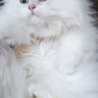 British Longhair, Kedi  Prenses fotoğrafı