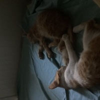 Tekir Kedi, Kedi  Lucky fotoğrafı