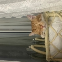 Tekir Kedi, Kedi  Lucky fotoğrafı