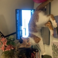 Tekir Kedi, Kedi  Lucky fotoğrafı