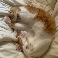 Tekir Kedi, Kedi  Lucky fotoğrafı