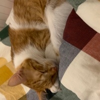 Tekir Kedi, Kedi  Lucky fotoğrafı